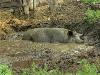 Вот же скотина.jpg